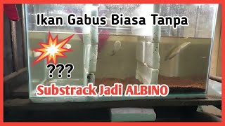 Experiment ikan Gabus Biasa Jadi Albino di aquarium.