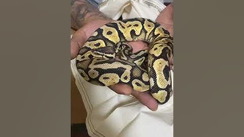 First video epic unboxing 3 ball pythons you don’t wanna miss this…