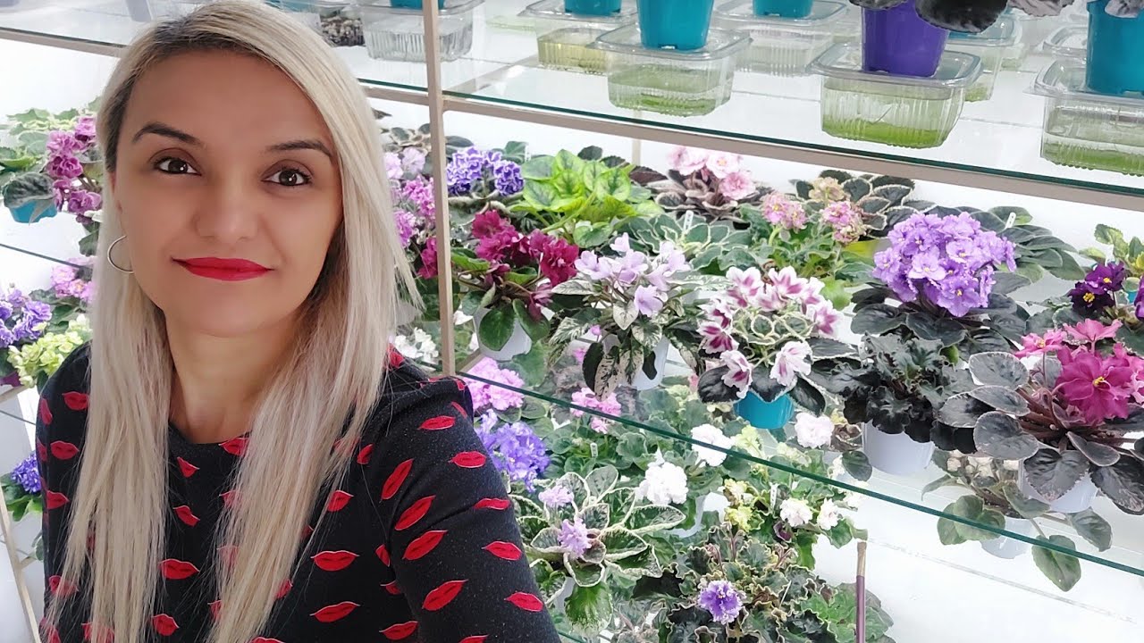 ÖZEL TÜR MENEKŞE SATIŞI / MENEKŞE / MENEKŞE ÇİÇEĞİ / AFRİCAN VİOLET / AFRİKA MENEKŞESİ / CANLI ÇİÇEK