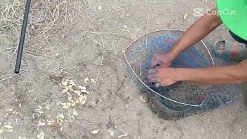 câu cá rô đồng mà gặp toàn thủy quái - country fishing|Khám phá miền sông nước quê miền tây