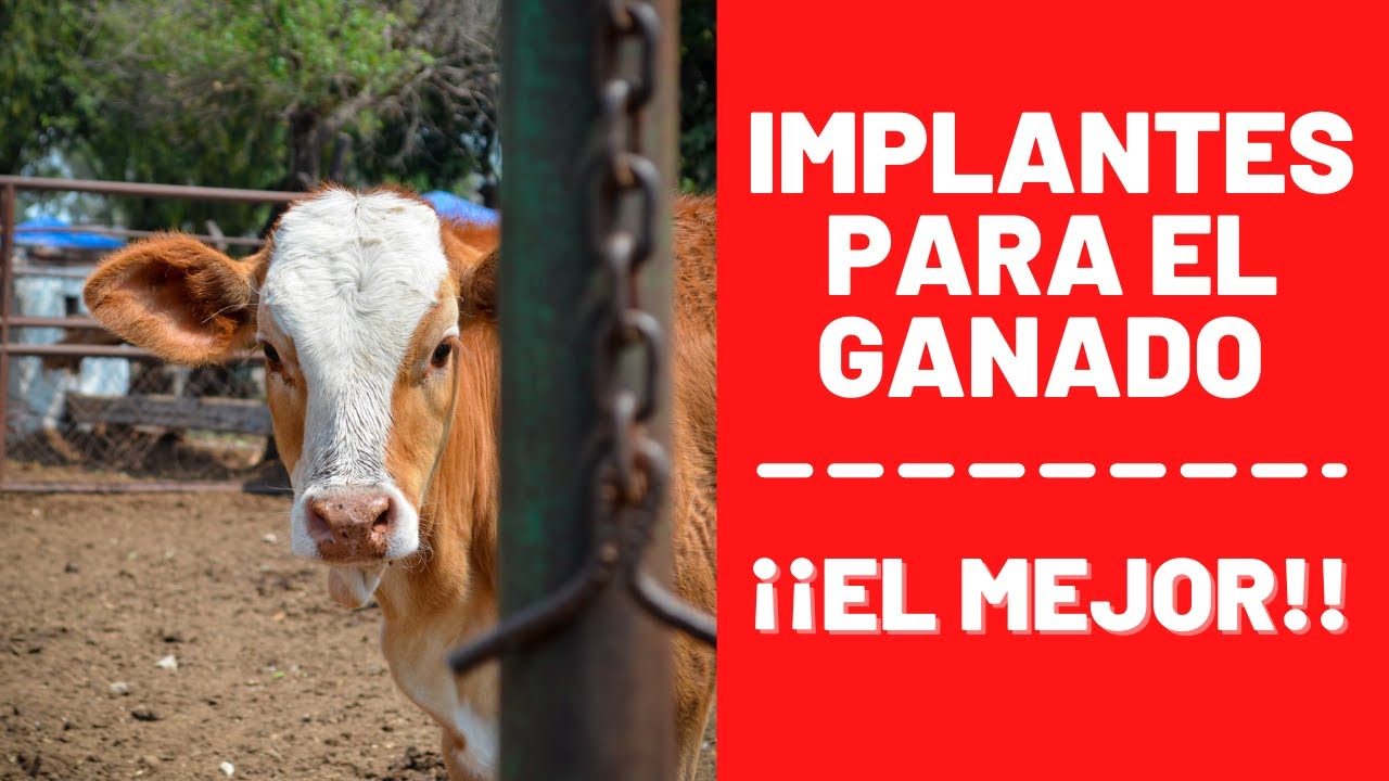 IMPLANTES EN EL GANADO / EL MEJOR IMPLANTE - YouTube