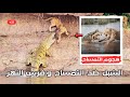 شبل الاسد اللي وقع في نهر زامبيا مع التماسيح وافراس النهر ونهايتة صدمت العالم