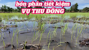 CÁCH BÓN PHÂN tiết kiệm giảm chi phí đầu tư VỤ THU ĐÔNG l Thanhdotv