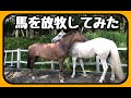 蓼科の日常～馬を放牧してみた～