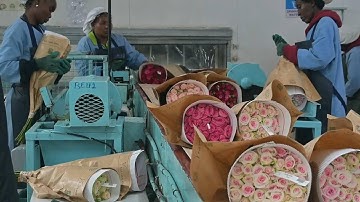 GLOBALink | Chinese market holds huge potential for Kenyan flowers: industry executive