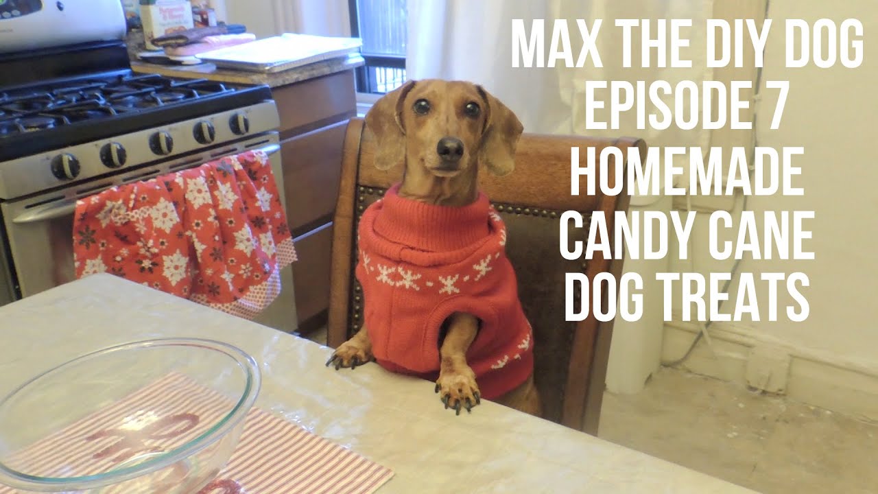 Max The DIY Dog Episode 7 - Homemade Candy Cane Dog Treats