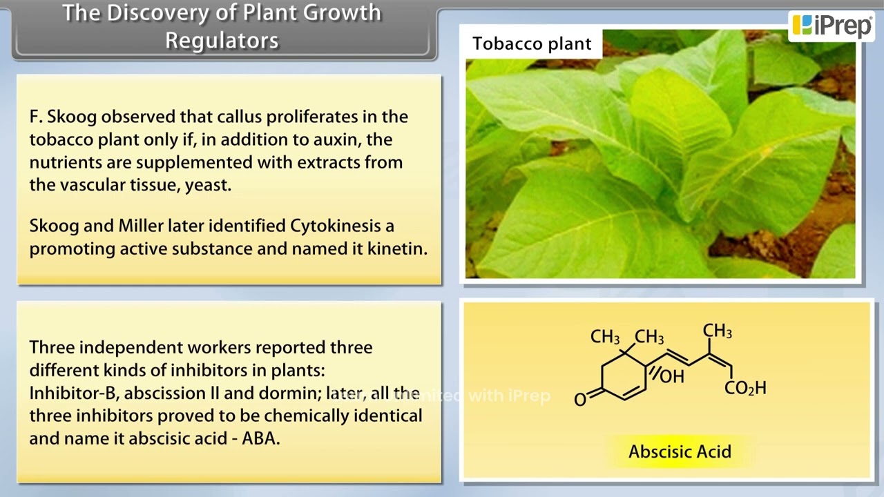 tobacco callus Induction and Culture of The Discovery of Plant Growth