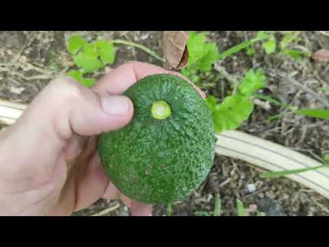 Como CORTAR COSECHAR un fruto de AGUACATE (la mejor forma)🥑