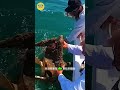 Bí Mật Kỹ Thuật Gỡ Rối An Toàn Cho Động Vật Trên Biển!