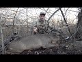 TOP 3 BIGGEST PUBLIC LAND BUCKS EVER SHOT!