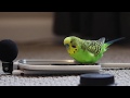 Budgie bird with 35 word vocabulary clear audio