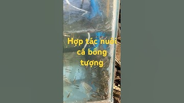 📢 Hợp Tác Chăn Nuôi Cá Bống Tượng: Đừng Bỏ Lỡ Cơ Hội Này! Khoa 0906897817