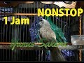 Trucukan Gacor Ropel Panjang Pancingan Durasi Jam Masteran Mp3 - Mp4 Download