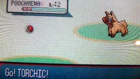 2nd Uncatchable Shiny Poochyena While Soft Reseting for Torchic