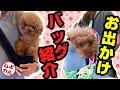 トイプードルのお出かけグッズ（ペットキャリーリュック）を紹介します【おすすめ犬用キャリーバッグ】【ムギカル】#73