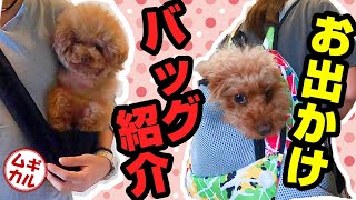 トイプードルのお出かけグッズ（ペットキャリーリュック）を紹介します【おすすめ犬用キャリーバッグ】【ムギカル】#73