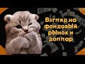 Кот Манул - Взгляд на фондовый рынок и доллар