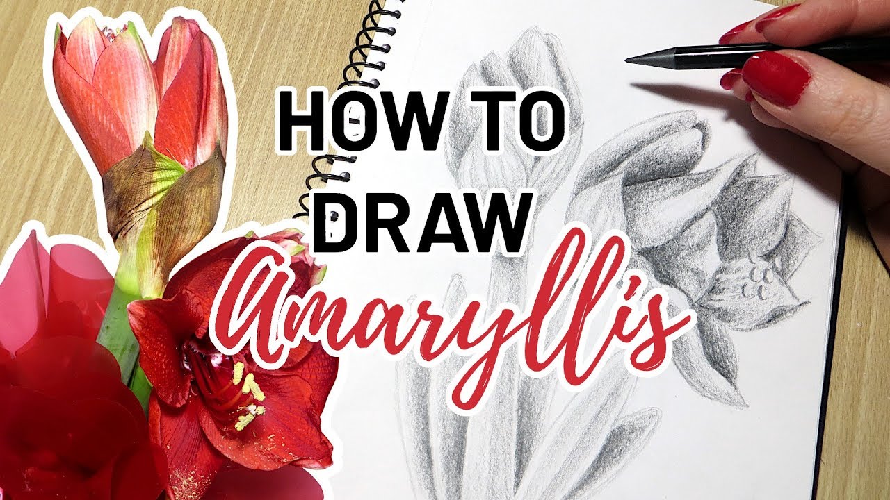 amaryllis flower drawing