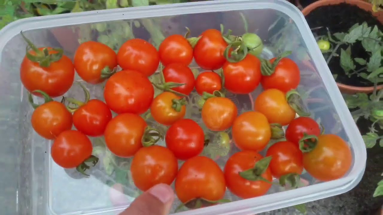 My Second Tomatoes Harvest Time YouTube