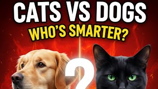 10 Differences That Prove Whos Smarter Cats Vs Dogs Must Watch Vs