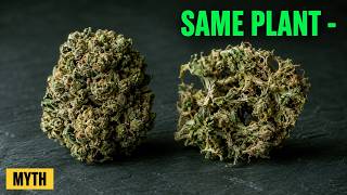 The PK Booster Lie: Why Your Buds Still Come Out Airy
