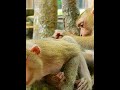#Cutes Babies Monkey, And Daisy's baby# 214