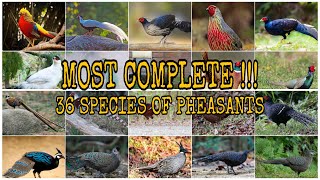 MOST COMPLETE !!! 36 SPECIES OF PHEASANTS  |  Subfamily : Phasianinae