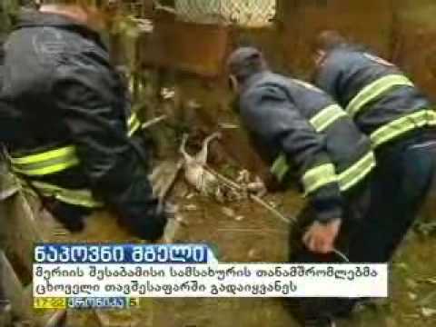 საგანგებო სამსახურის თანამშრომლებმა ოჯახში მგელი აღმოაჩინეს