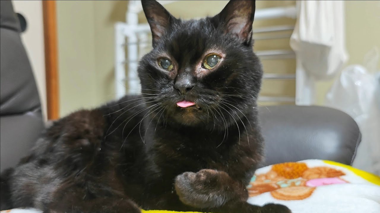 ペットショップのゴミ箱に捨てられた子猫の18年後が愛しすぎた