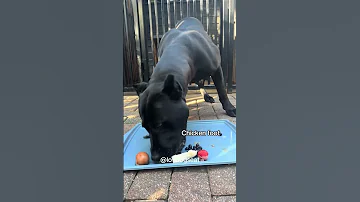 Panther Eats Breakfast In Under 1 Minute 