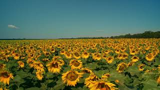 Gigantic field of sunflowers on a sunny day - No Copyright Video 4K Ultra HD Stock Videos