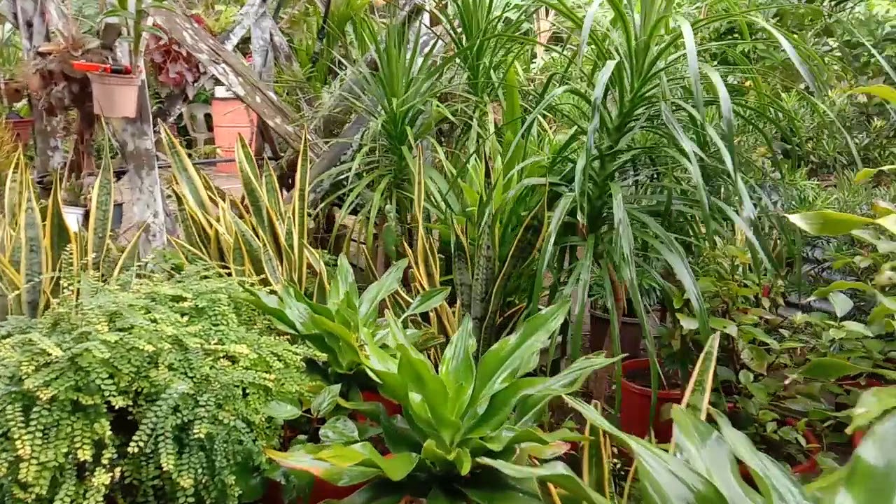 Lihat lah bunga bunga,, di tempat kerja sya nii,,, ada banyak jenis