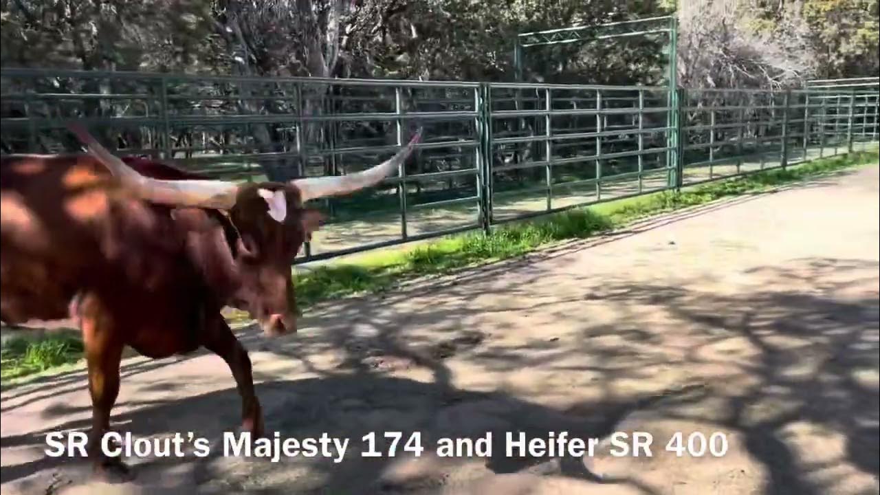 Struthoff Ranch Longhorn cow consignment lot7 for the Eddie Wood