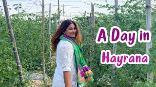 Spent A Day with a Farmer Who Grows Unique Yellow Watermelons 🍉 & Other Fruits | Haryana Vlog