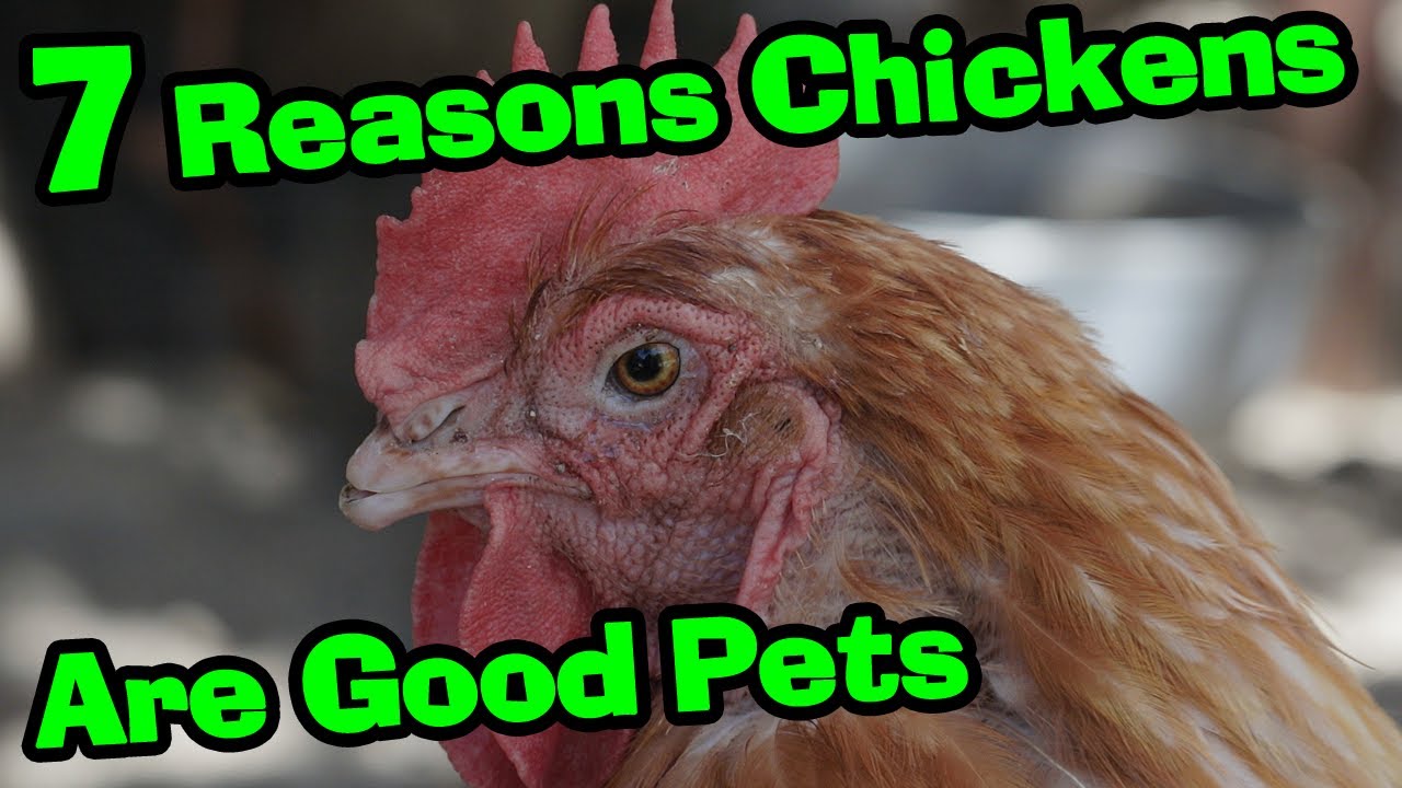 7 Reasons Why CHICKENS Make Great Pets YouTube