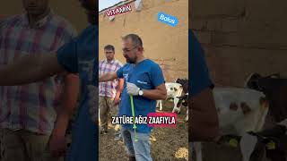 #köyhayatı #dana #vitamin #mineral #bakır #çinko #selenyum#iyot#ade vitamin bulunur