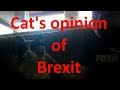 Cats opinion of brexit