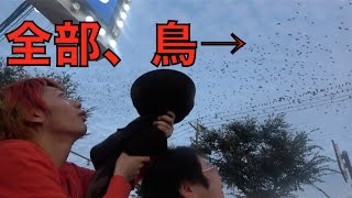 【公害】うんこを撒き散らす鳥が大量発生！うんこをキャッチせねば！！