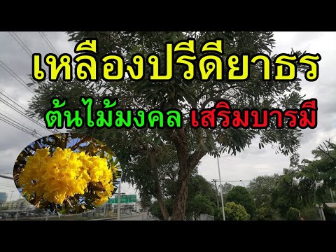 เหลืองปรีดียาธร ต้นไม้มงคล เสริมบารมี