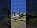 Peregrine Falcon The Fastest Animal on Earth