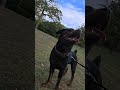 #ICESTORMK9COMPOUNDLLC #PITBULL #ROTTWEILER #DOG #explorepage #exploremore #explore #LOVE #life #nyc