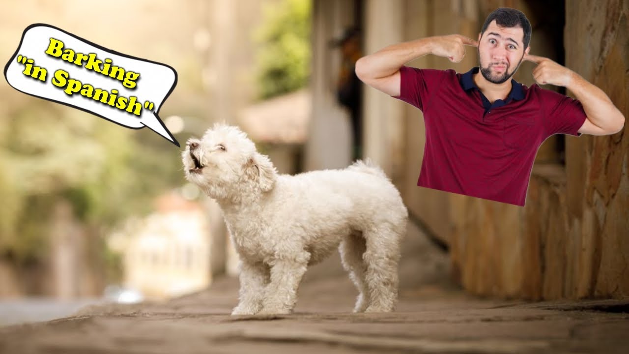 How Do I Get My Neighbors Dog to Stop Barking at Night? 🇲🇽 YouTube