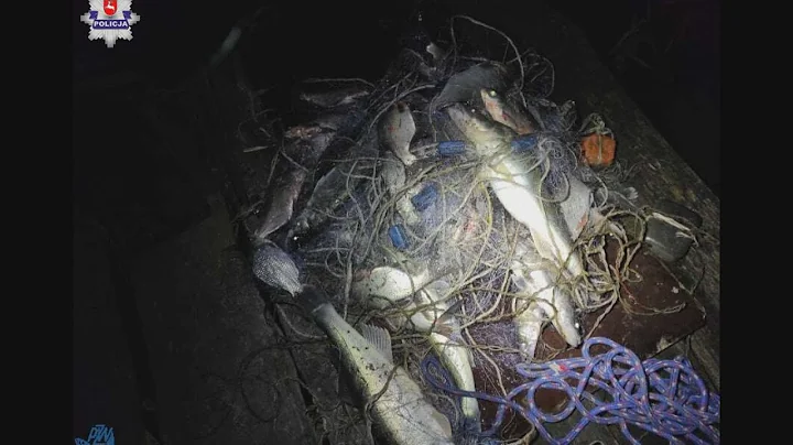 Kłusownik zatrzymany na gorącym uczynku - Telewizja Kanał S w Lubartowie