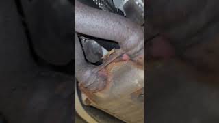 Customer states EXHAUST leaking through the cheeks 🤣 #shorts