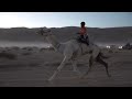 Camels race through the Egyptian desert in traditional tribal event