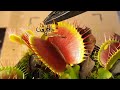 Venus flytrap gobbles up a wasp
