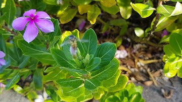 Not a bee, a Hover Fly.