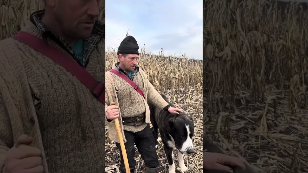 Câini Rusești VOLKODAV a lui Claudiu.Unici în România