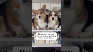 Nicknames We Have for Our Corgis
