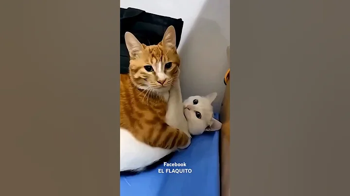 Video 11052341: cat kisses, funny cat